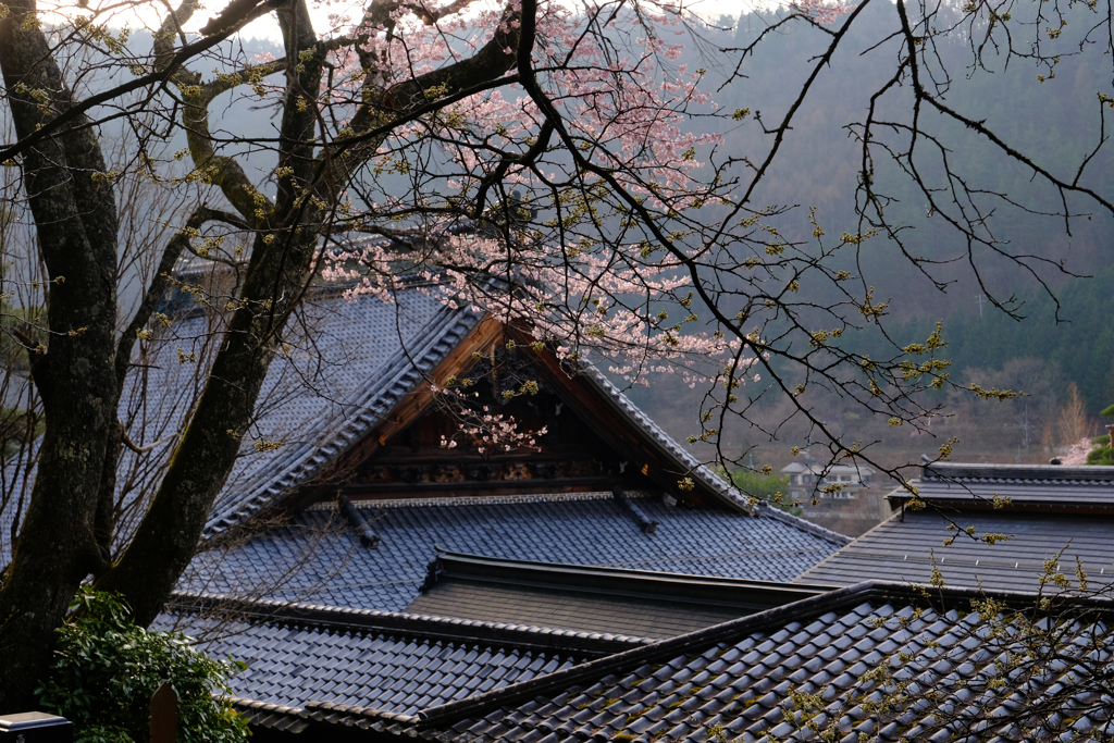 DSCF2724