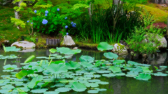 DSCF9851