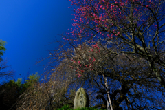 DSCF6451