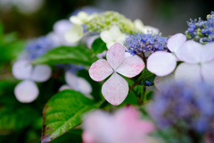 DSCF0493