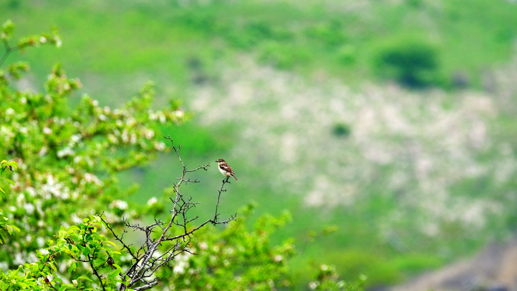 DSCF4437