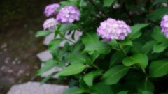 DSCF9422