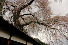 DSCF2980