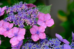 DSCF4821