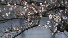 DSCF2250