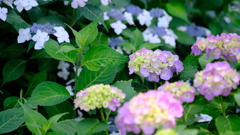 DSCF4768