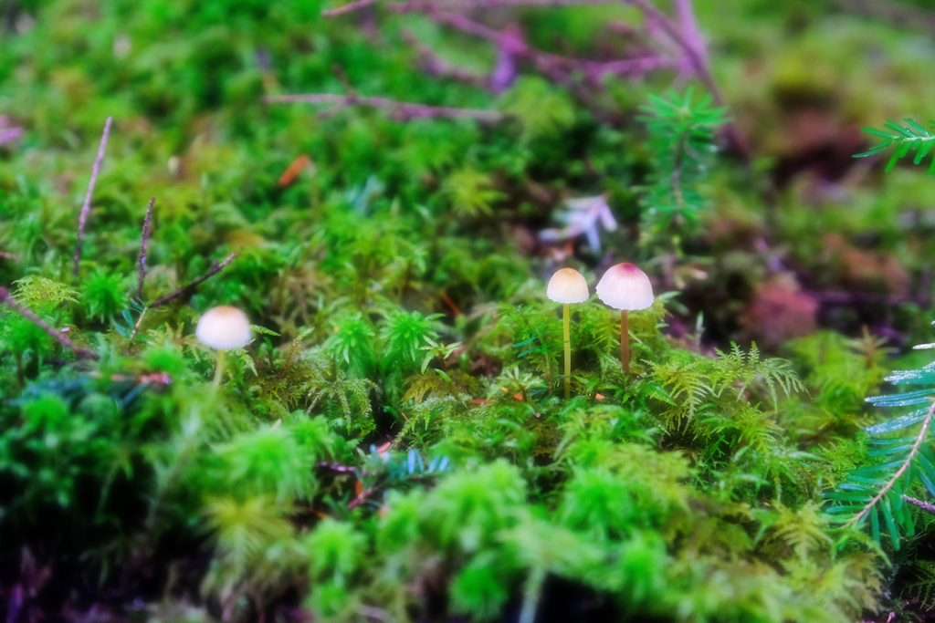 DSCF5137