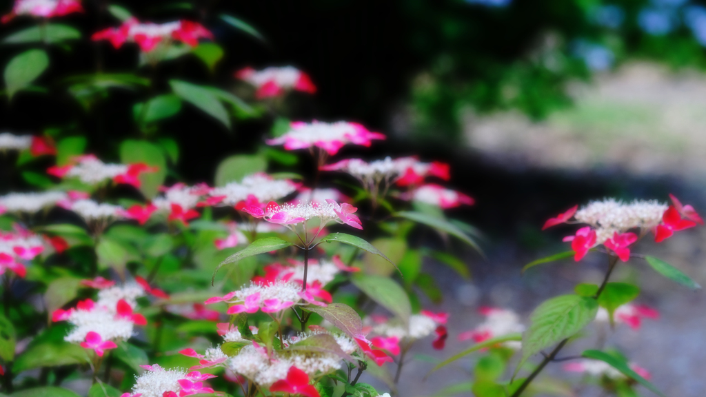 DSCF4777
