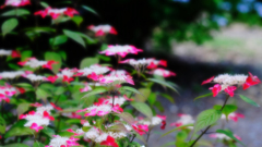 DSCF4777