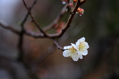 DSCF2229