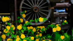DSCF7011