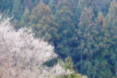 DSCF6394