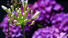 DSCF4034