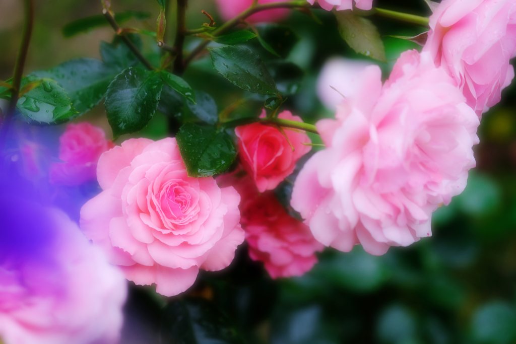 DSCF3011