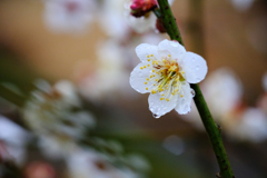 DSCF6929