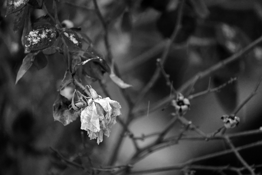 DSCF5696