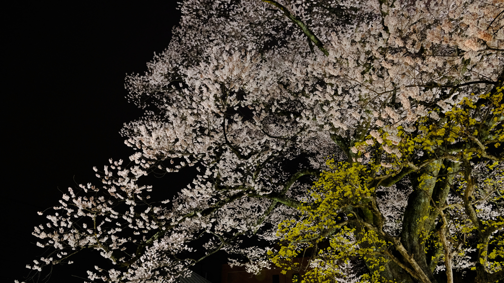 DSCF2663