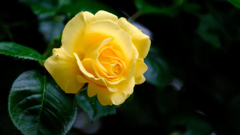 DSCF7385