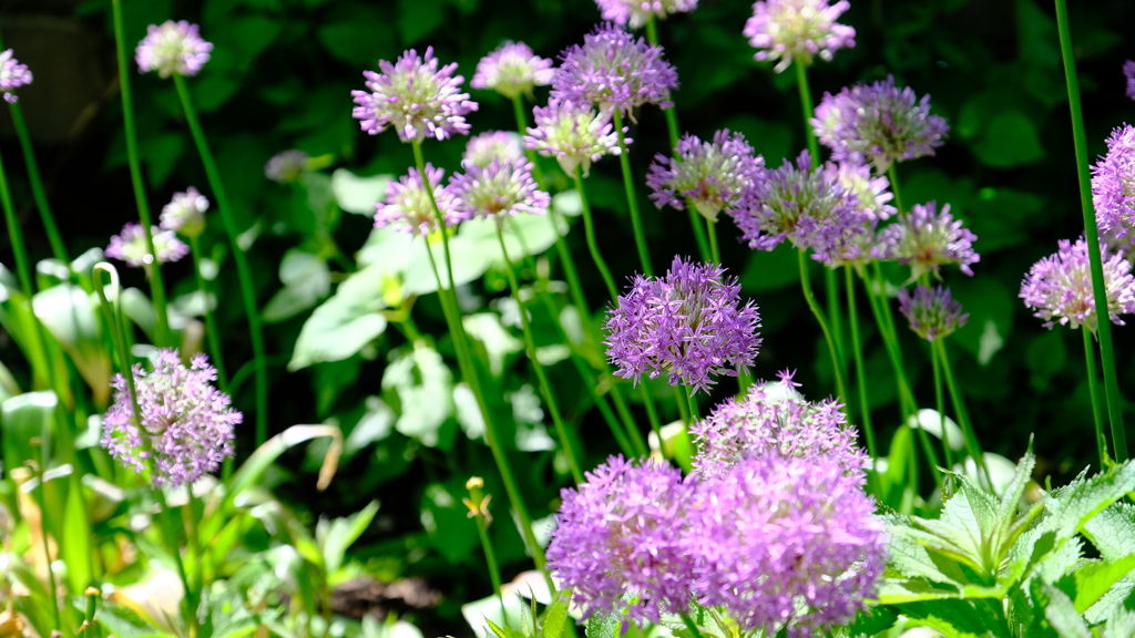 DSCF4021