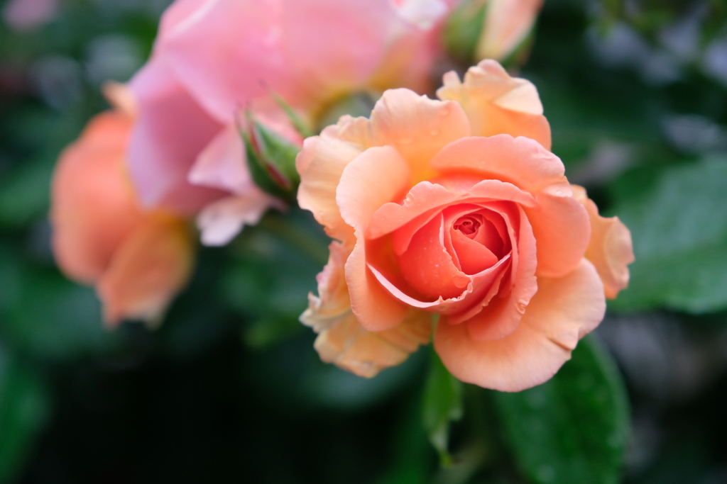 DSCF9351
