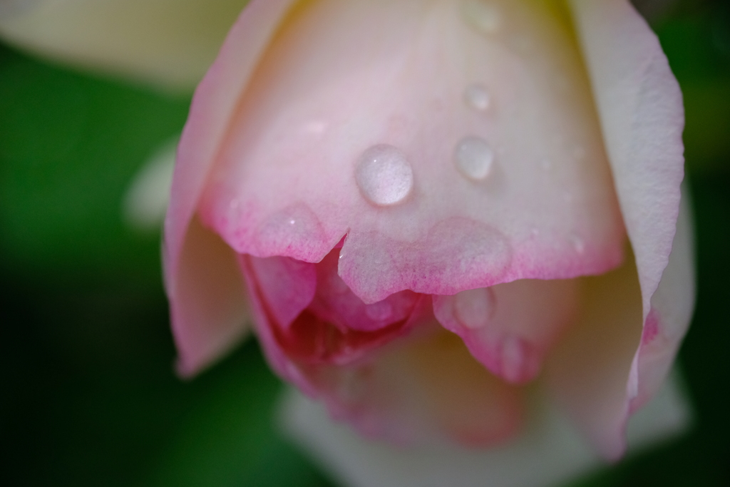 DSCF9221