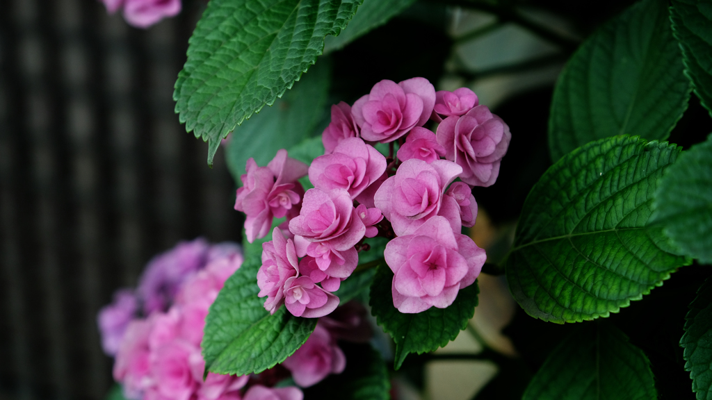 DSCF9661