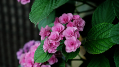 DSCF9661