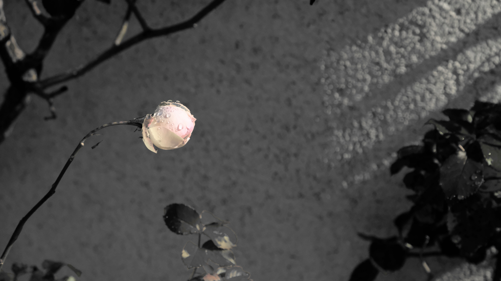 DSCF6442