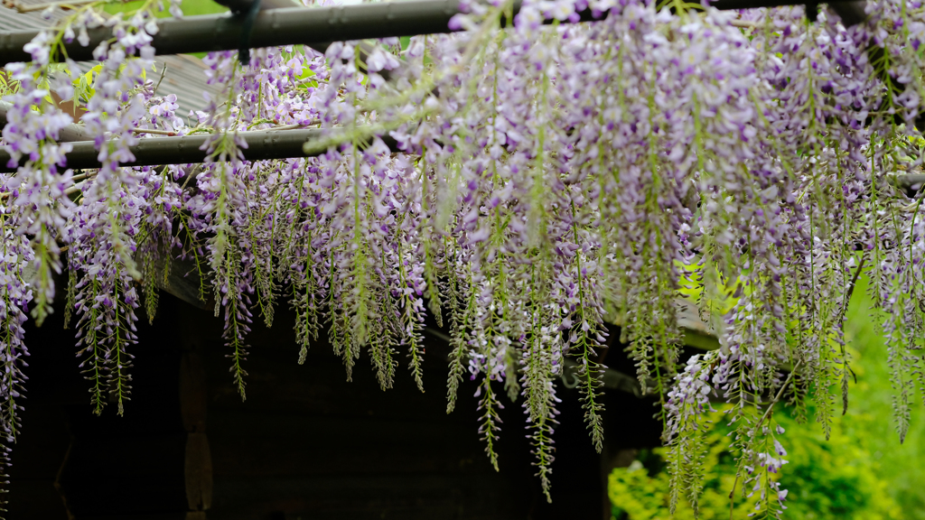 DSCF7003