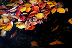 DSCF0814