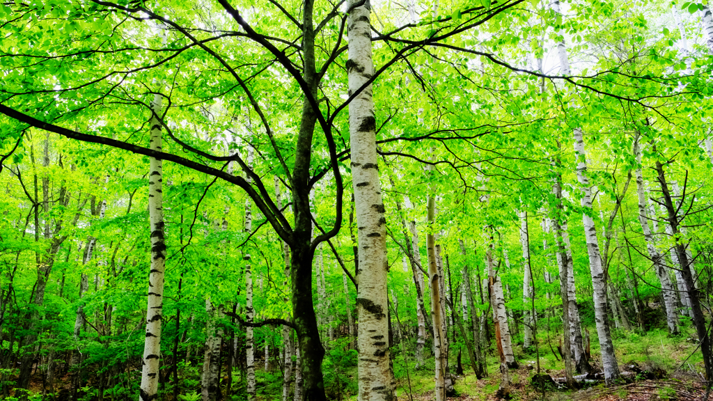 DSCF4136