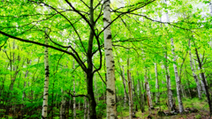 DSCF4136
