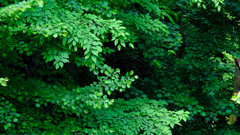 DSCF4004
