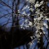 DSCF6139