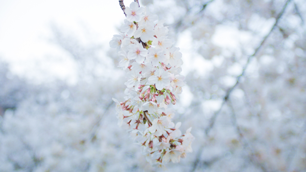三条の桜