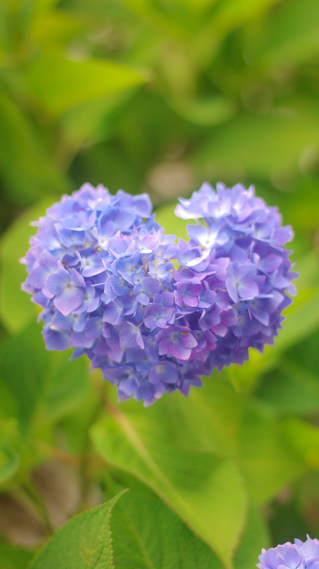 ハートの紫陽花