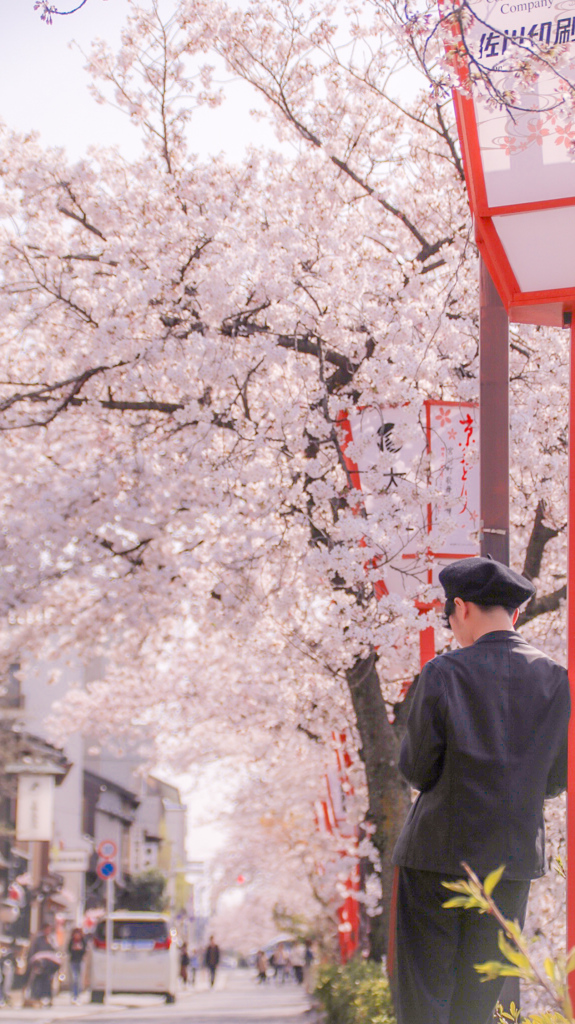 祇園四条の桜