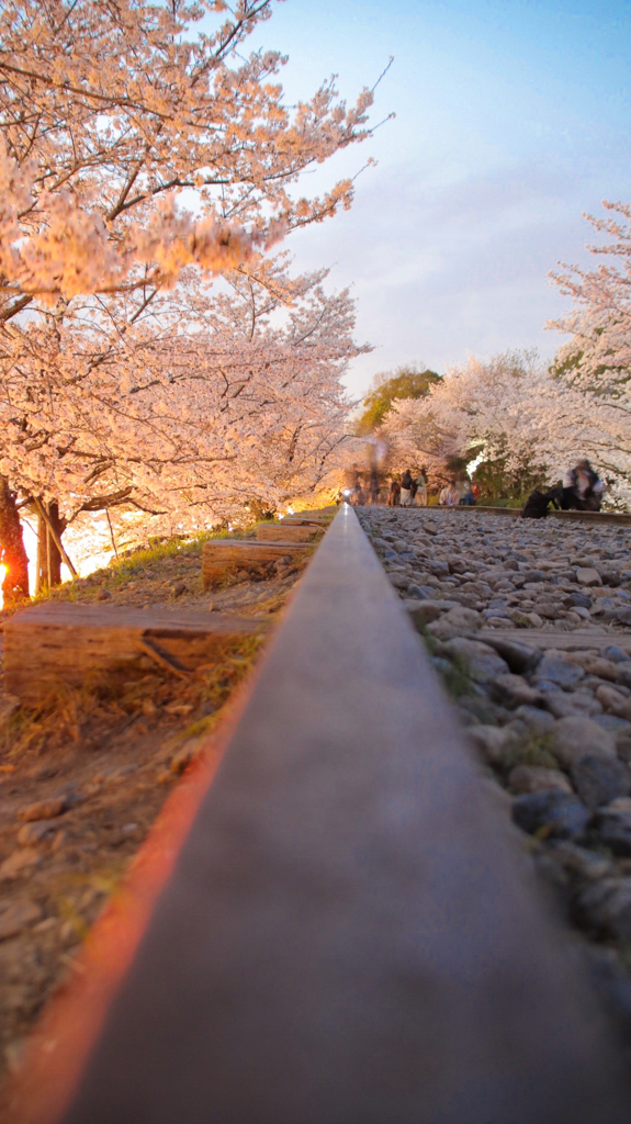 蹴上の桜