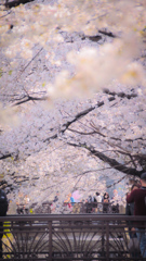 京都の桜