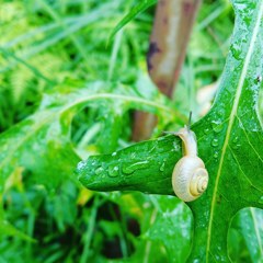 梅雨