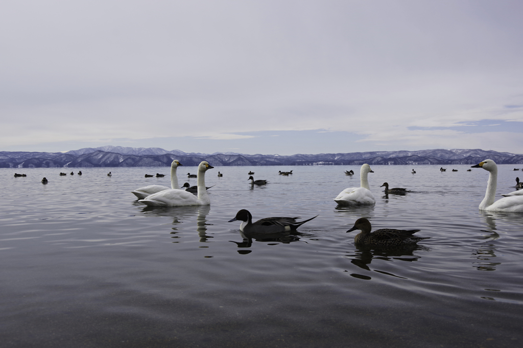 Swan Lake 猪苗代