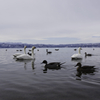 Swan Lake 猪苗代
