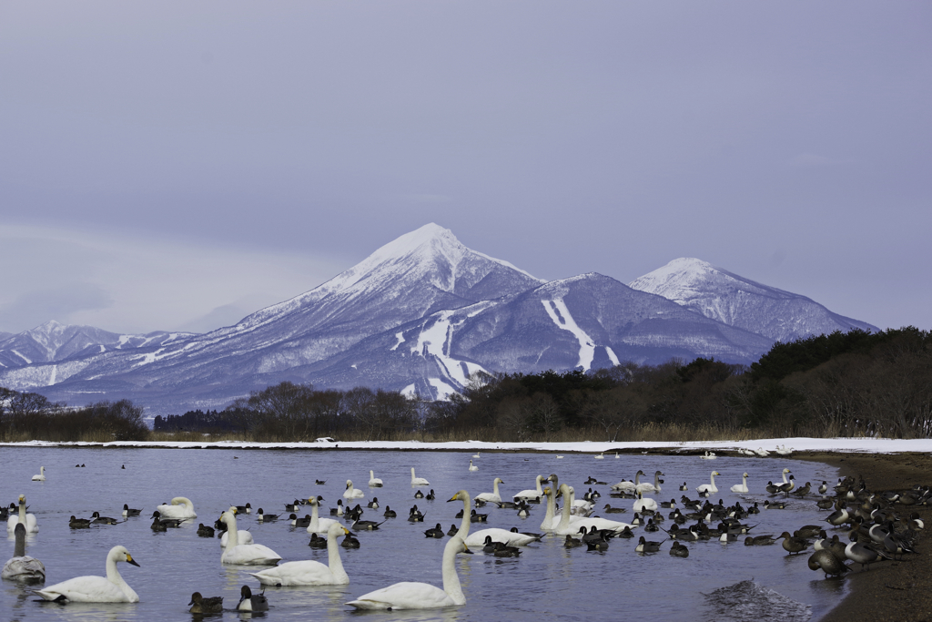 Swan Lake 猪苗代