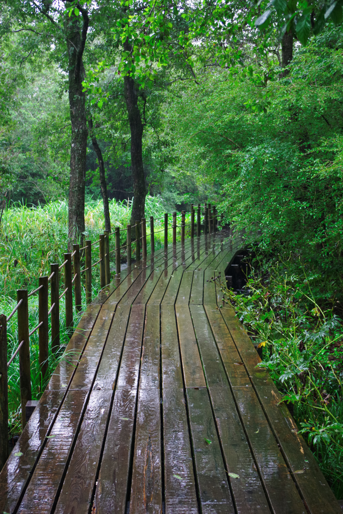 初秋の湿生花園・雨