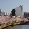 桜と川と京急と