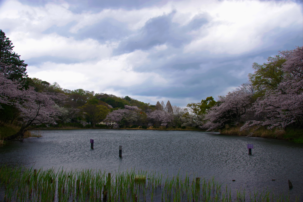 三ツ池公園の桜