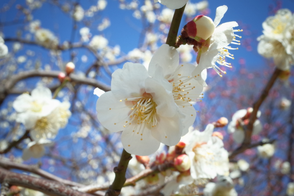 馬場花木園の梅