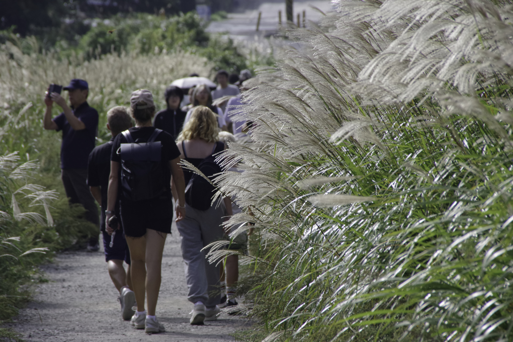 Japanese pampas grass