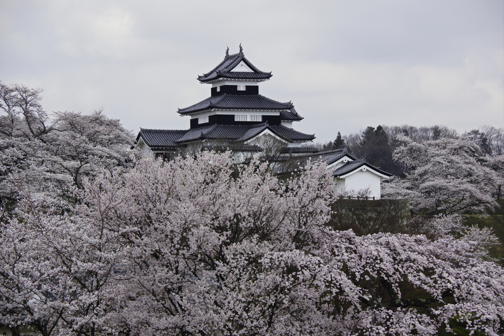 桜満開の小峰城
