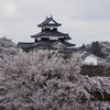 桜満開の小峰城